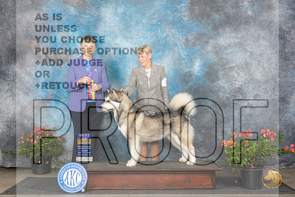 Alaskan Malamute #6 Sun BOB Judge Christine Martinez__JP_6053_San Antonio_2024_HR3