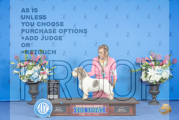 PBGV # FRI BOW NC Judge Debbie Freeman__JP_9056_Houston_2024_HR3