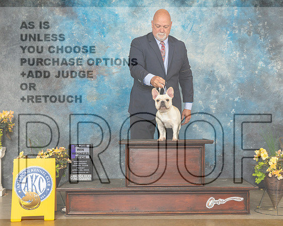 French Bulldog #16 Fri WB Judge Carol Jean Nelson-MMJ_9707-NWARK2022-HR3