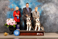 Alaskan Malamute #7 FRI WD BOW NCH Major Judge Patricia Sosa