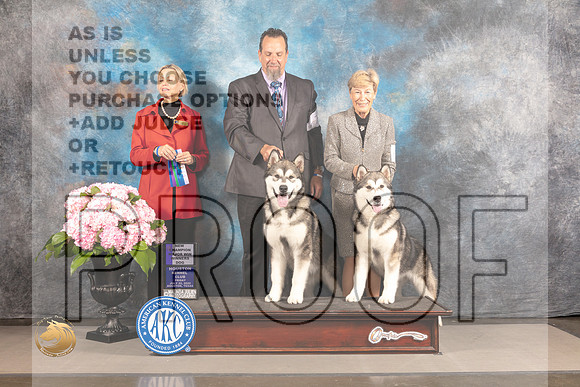 Alaskan Malamute #7 FRI WD BOW NCH Major Judge Patricia Sosa_MJ_5069_Houston_2022_HR3