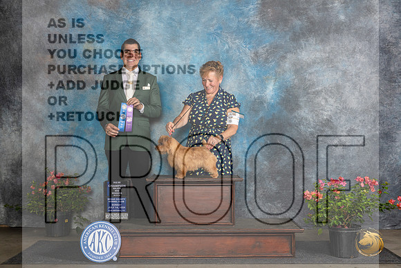 Norfolk Terrier #6 Sun BOWCH Judge Victor Rosado__JP_6006_San Antonio_2024_HR3