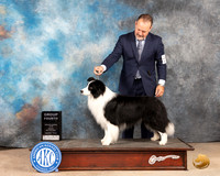 Border Collie #? Fri G4 Judge Eric Liebes