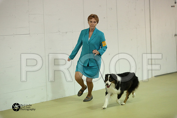 Aus, Basenji-0337-HtoJan14-HR