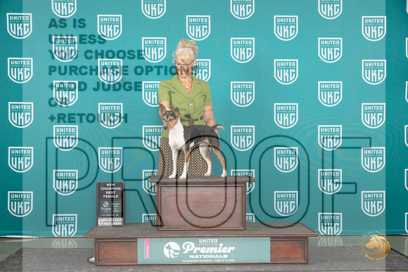 Rat Terrier #1138 Sun BF CH Judge Stephanie Mueller__JP_3043_Premier_2024_HR3