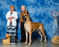 Great Danes #5 Fri NG Jacobs Theresia Mahesh Chandiramani Judge Mrs Patricia A Hess