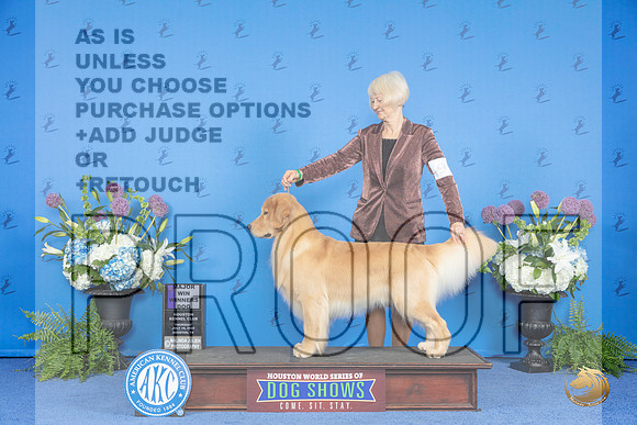 Golden Retriever #9 THUR WD Judge Annella Cooper__JP_8161_Houston_2024_HR3