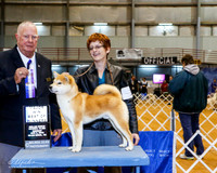 Shiba Inue #17 Sun BOW Maj +A1
