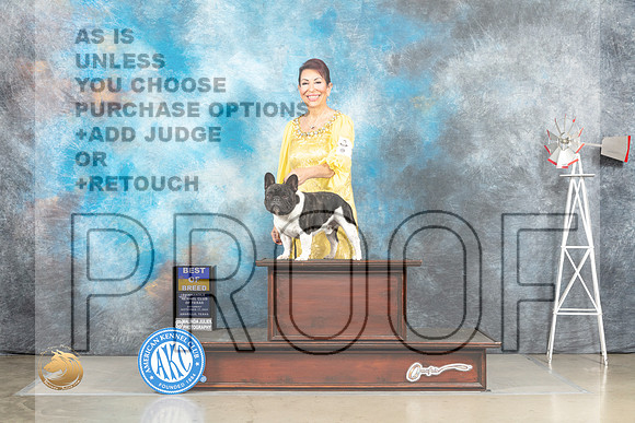 French Bulldog #15 Sat BOB Judge Sharron Derrick_MJ_4329_Amarillo_2022_HR3