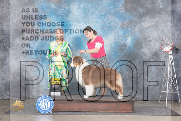 Australian Shepherd #19 Sun G3 Judge Jill Warren__JP_6492_Amarillo_2024_HR3