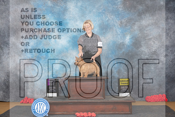 Norwich Terrier #6 Sat OHG1 Judge Helenn Tomb-Taylor G3 Judge Pat Trotter__JP_0269_Sulphur Springs_2024_HR3