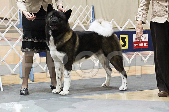 Akita-1336