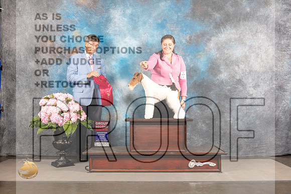 Wirehaired Fox Terrier #5 Thur G2 Judge Richard Powell_MJ_4653_Houston_2022_HR3