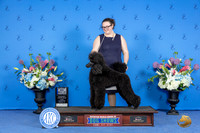 Poodle Standard #36 SUN WB BOW M Judge Douglas Johnson