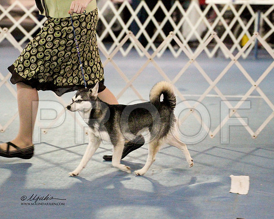 Klee Kai-0904