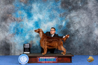 Irish Setter #8 WED SB Judge Nancy Liebes
