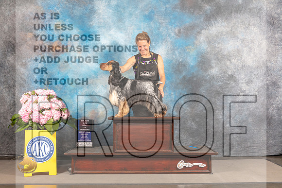 English Cocker Spaniel #5 THUR WD BOW Major Judge Barbara Alderman_MJ_3754_Houston_2022_HR3
