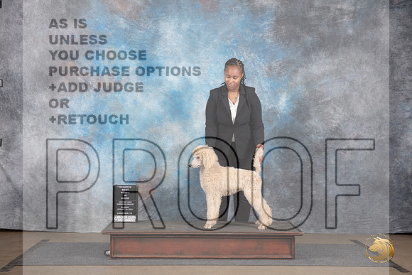 Poodle Standard #417 Sun Novice Puppy Rsv BIS Judge Matthew Proctor__JP_2972_LongviewTX_2024_HR3