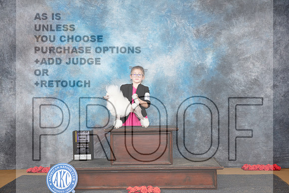 Poodle Toy # Sun BOB NCH Judge Nikki Riggsbee__JP_0632_Sulphur Springs_2024_HR3