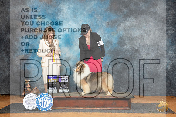 Shetland Sheepdog #12 Sat WBBOB Judge Sheryl Kendrick__JP_8346_MARSHALL_2024_HR3