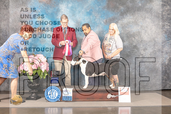 Bull Terrier Colored #15 Sun BOS Judge Gene Hains_MJ_7583_Houston_2022_HR3