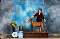 Vizsla #5 Sat G4 Judge Sharol Candace Way