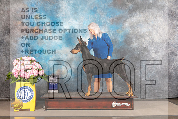 Doberman Pinscher #29 THUR WD BOW Major Judge Karen McFarlane_MJ_3823_Houston_2022_HR3
