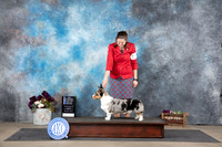 Cardigan Welsh Corgi #7 Sat WDBOWMNCH Judge Del Richards