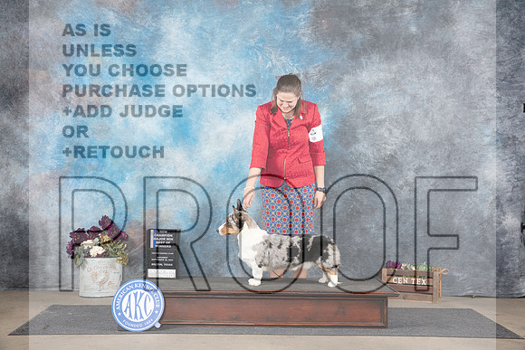 Cardigan Welsh Corgi #7 Sat WDBOWMNCH Judge Del Richards__JP_7115_Belton_2024_HR3