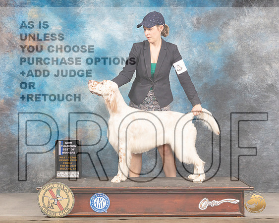 English Setter ? Fri BOW Judge Judy BrownMMJ_3241_Mdlnd2022_HR3