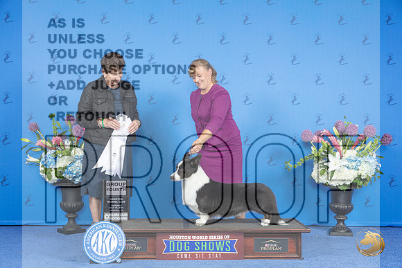 Cardigan Welsh Corgi #21 THUR G4 Judge Ann Yuhasz__JP_8509_Houston_2024_HR3