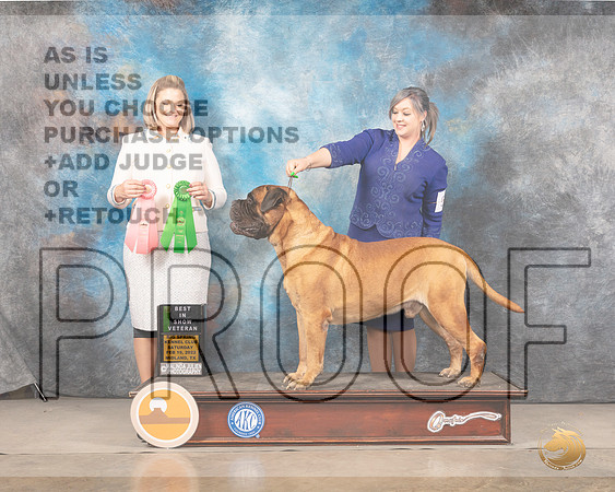 Bullmastiff #5 Sat VetBIS Judge Holly LeftwichMMJ_4637_Mdlnd2022_HR3