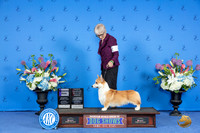 Pembroke Welsh Corgi #11 SAT WD OHBOB Judge Jamie Hubbard