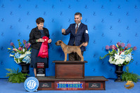 Border Terrier #9 THUR G2 Judge Ann Yuhasz