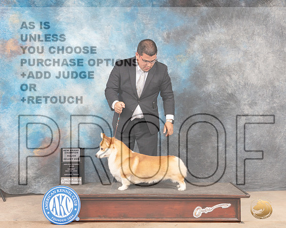 Pembroke Welsh Corgi #5 Sun SDGCh Judge Joan Liebes-MMJ_4720-Abilene2022-HR3