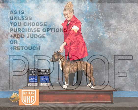 American Pit Bull Terrier #282 Sat1 G2 Judge David Arthur_MMJ_6246_Addison2022_HR3