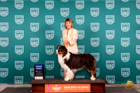 Australian Shepherd #188 Fri G1 Judge Keith Kozaklewicz