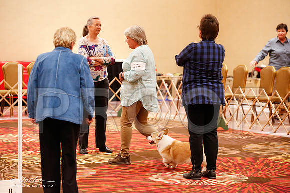 _JJ_8161-HstnCorgiFeb2015-HR3