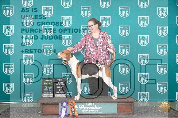 Treeing Walker #546 Sun BOBG3 Judge Lori Sargent__JP_3247_Premier_2024_HR3