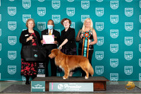 Nova Scotia Duck Tolling Retriever #172 Thur T107th