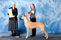 Great Dane #10 Sun G3