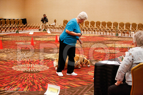 _JJ_7817-HstnCorgiFeb2015-HR3
