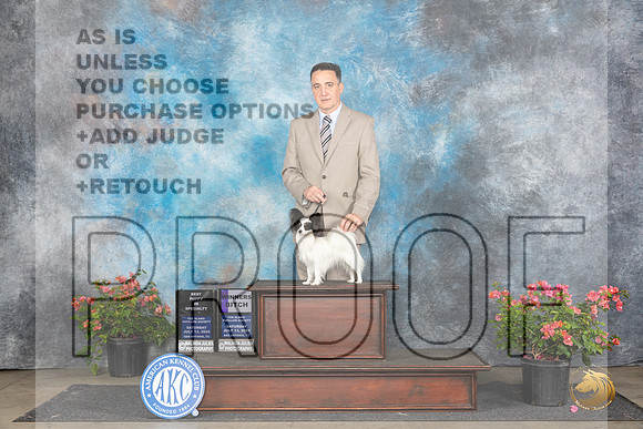 Papillion #20 Sat WB BPup Judge Azalea Alvarez__JP_4983_San Antonio_2024_HR3