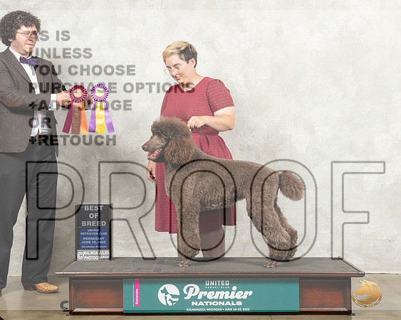 Poodle #609 Wed BOB Judge Nancy Gallant_MMJ_6944_Premier_2022_HR3