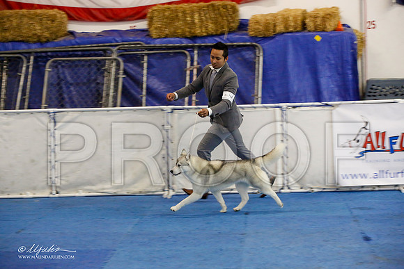 _M3_0622-AddisonHuskyMar2015-HR3