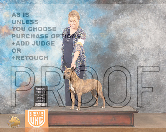 American Pit Bull Terrier #263 Sat2 Judge Sonia YearwoodMMJ_5698_Lngvw2022HR3