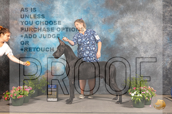 Great Dane #9 Sun BOW Judge David Bolus_MJ_1194_SA_2022_HR3