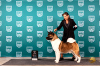 Akita #218 Sat BIS Judge Kathy Russell r