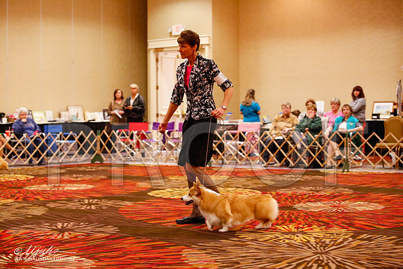 _JJ_8510-HstnCorgiFeb2015-HR3