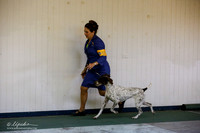Best in Show Veteran Sat S2 Ring